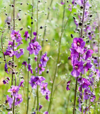 Divizna brunátná - směs barev - Verbascum phoeniculum - osivo divizny - 300 ks