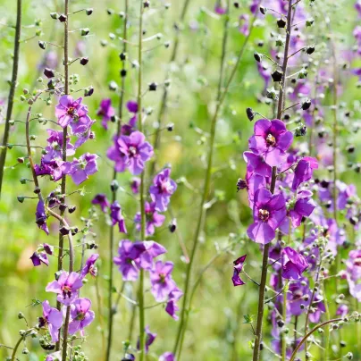 Divizna brunátná - směs barev - Verbascum phoeniculum - osivo divizny - 300 ks