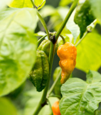 Chilli Bhut Jolokia žluté - Capsicum chinense - osivo chilli - 5 ks