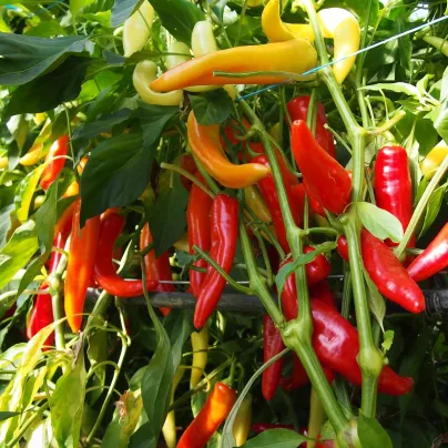 Paprika kozí/beraní roh Harriet - Capsicum annuum - osivo papriky - 45 ks