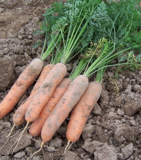 Mrkev raná Stupická - Daucus carota - osivo mrkve - 800 ks