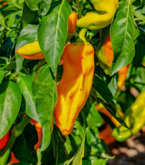 Paprika oranžová Ornela - Capsicum annuum - osivo papriky - 50 ks