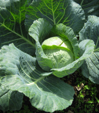 Zelí hlávkové pozdní Holt - Brassica oleracea - osivo zelí - 200 ks