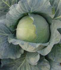 Zelí Polar - Brassica oleracea - osivo zelí - 200 ks