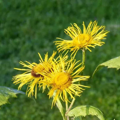 Oman pravý - Inula helenium - osivo omanu - 20 ks