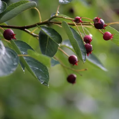 Muchovník kanadský - Amelanchier canadensis - osiva muchovníku - 10 ks