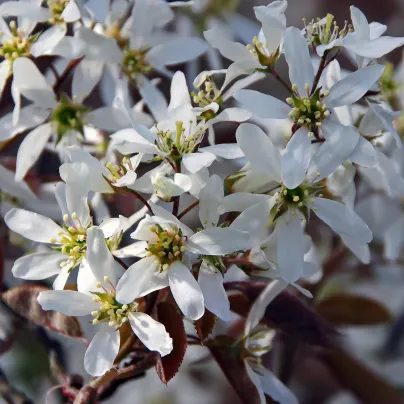 Muchovník kanadský - Amelanchier canadensis - osiva muchovníku - 10 ks