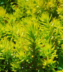 Rozchodník skalní - Sedum reflexum - osivo rozchodníku - 70 ks