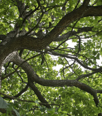 Katalpa Fargesova - Catalpa fargesii - osivo katalpy - 8 ks