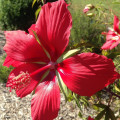 Ibišek šarlatový - Hibiscus coccineus - osivo ibišku - 5 ks