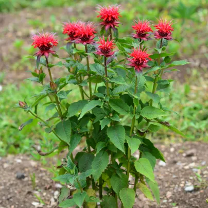 Zavinutka podvojná - Monarda didyma - osivo zavinutky - 30 ks