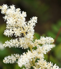 Čechrava arendsii bílá - Astilbe arendsii - osivo čechravy - 8 ks