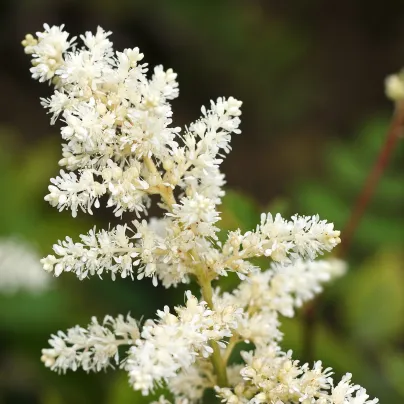 Čechrava arendsii bílá - Astilbe arendsii - osivo čechravy - 8 ks