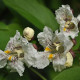 Katalpa Fargesova - Catalpa fargesii - osivo katalpy - 8 ks