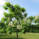 Katalpa severní - Catalpa speciosa - osivo katalpy - 8 ks