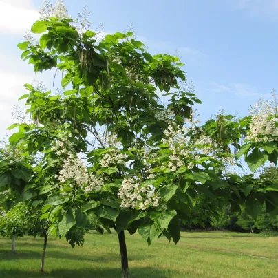 Katalpa severní - Catalpa speciosa - osivo katalpy - 8 ks