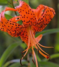 Lilie Red tiger - Lilium - cibule lilií - 1 ks