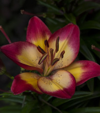 Lilie Double Sensation - Lilium - cibule lilií - 1 ks