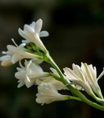 Tuberóza vonná Sensation - Polianthes tuberosa - hlízy tuberózy - 1 ks