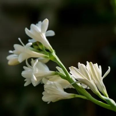 Tuberóza vonná Sensation - Polianthes tuberosa - hlízy tuberózy - 1 ks