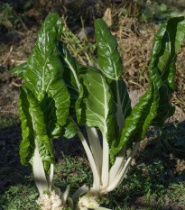 BIO Mangold Lucullus - Beta vulgaris - bio osivo mangoldu - 45 ks