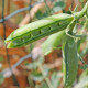 BIO Hrách dřeňový Malý Rheinland - Pisum sativum - bio osivo hrachu - 45 ks