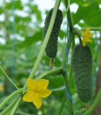 BIO Okurka nakládačka Diamant F1 - Cucumis sativus - bio osivo okurky - 8 ks