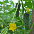 BIO Okurka nakládačka Diamant F1 - Cucumis sativus - bio osivo okurky - 8 ks