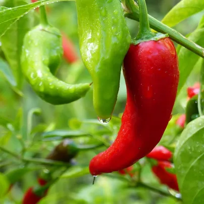 BIO Paprika Korosko - Capsicum annuum - bio osivo papriky - 6 ks