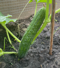 BIO Okurka salátová Tanja - Cucumis sativus - bio osivo okurky - 10 ks