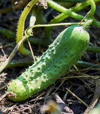 BIO Okurka nakládačka Hokus - Cucumis sativus - bio osivo okurky - 10 ks