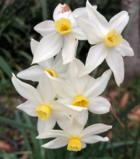 Narcis Canaliculatus - Narcissus - cibule narcisů - 3 ks