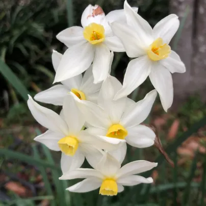 Narcis Canaliculatus - Narcissus - cibule narcisů - 3 ks