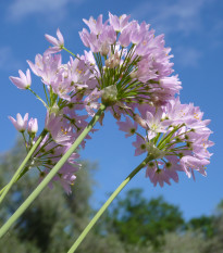 Česnek růžový - Allium roseum - cibule česneků - 3 ks