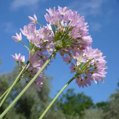 Česnek růžový - Allium roseum - cibule česneků - 3 ks