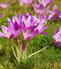 Ocún podzimní - Colchicum autumnale - hlízy ocúnů - 1 ks