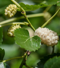 Morušovník bílý - Morus alba - osivo morušovníku - 5 ks