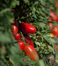 Rajče San Marzano Gigante F1 - Solanum lycopersicum - osivo rajčat - 8 ks