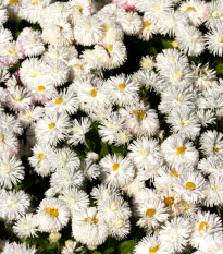 Sedmikráska bílá středně plnokvětá - Bellis perennis - osivo sedmikrásky - 0,1 g