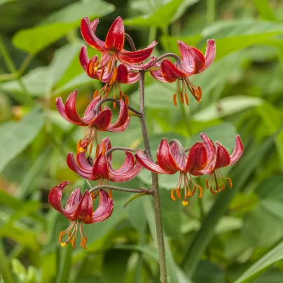 Lilie Zlatohlávek Maroon King - Lilium - cibule lilií - 1ks