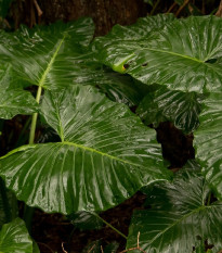 Alokázie - Alocasia cucullata - osivo alokázie - 4 ks