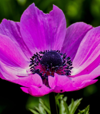 Sasanka Admiral - Anemone - hlízy sasanek - 3 ks