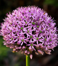 Česnek Karatavský - Allium - cibule česneků - 3 ks