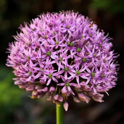 Česnek Karatavský - Allium - cibule česneků - 3 ks