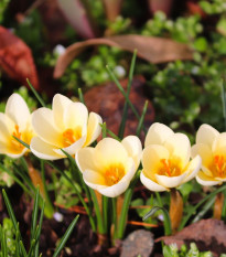 Krokus Ochroleucus - Crocus ochroleucus - hlízy krokusů - 3 ks