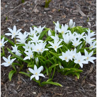 Ladonička zářící bílá - Chionodoxa luciliae alba - cibule ladoniček - 5 ks