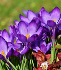 Krokus Tomasiniho Whitewell Purple - Crocus tommasinianus - hlízy krokusů - 3 ks