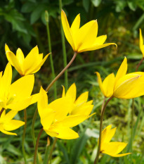 Tulipán lesní - Tulipa sylvestris - cibule tulipánů - 3 ks