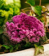 Okrasné zelí růžové Nagoya F1 - Brassica oleracea - osivo okrasného zelí - 20 ks