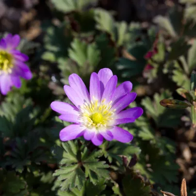 Sasanka vábná Pink Star - Anemone blanda - hlízy sasanek - 3 ks